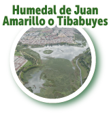 Humedal de Juan Amarillo o Tibabuyes