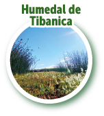 Humedal de Tibanica 